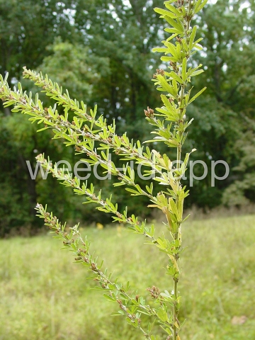 lespedeza, sericea